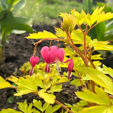 Bleeding Heart Seeds