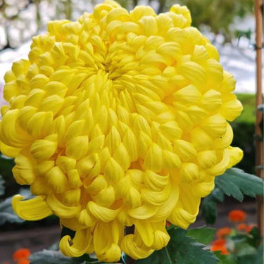 Chrysanthemum Seeds-Bumblebee
