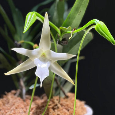 Orchid-Angraecum Sesquipedale