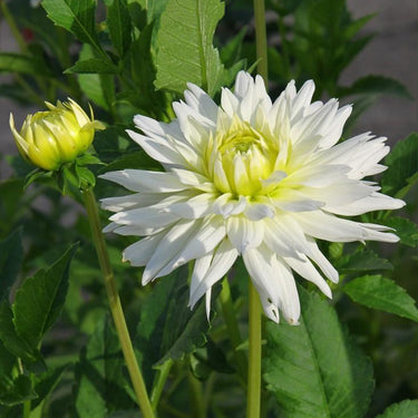Dahlia Seeds-Single-petal lemon flower