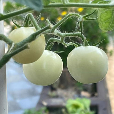 White Princess Tomato
