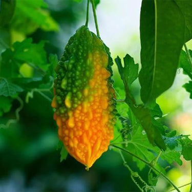 Sweet Bitter Gourd