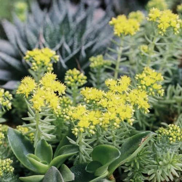 Sedum 'Atlantis' Seeds