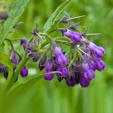 Common / True Comfrey