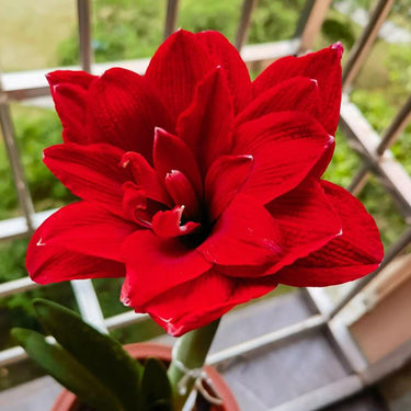 Hippeastrum Seeds-Double Dragon
