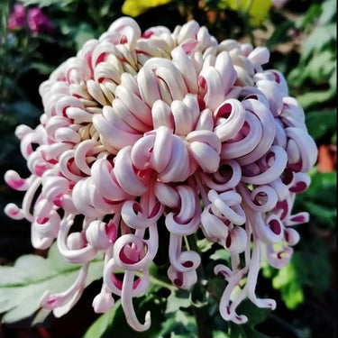 Chrysanthemum Seeds-Purple Dragon Sleeping on Snow
