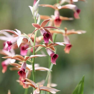 Orchid-Phaius Tankervilleae