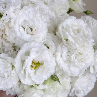 Lisianthus Seeds-Voyage 2 White