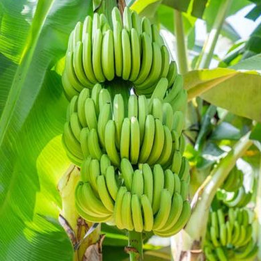Musa Acuminata Banana Fruit Tree – Dwarf Houseplant Sweet Fruit