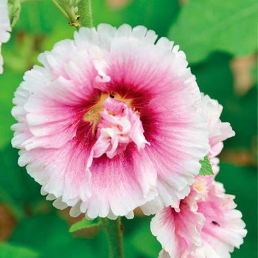 Hollyhock Seeds-Peaches 'n Dreams