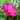 Giant Rose Mallow / Swamp Hibiscus Seeds
