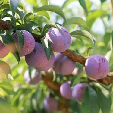Beach Plum Fruit Tree Shrub Seeds
