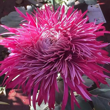 Cold-hardy Four-season Chrysanthemum Seeds - Purple-Red
