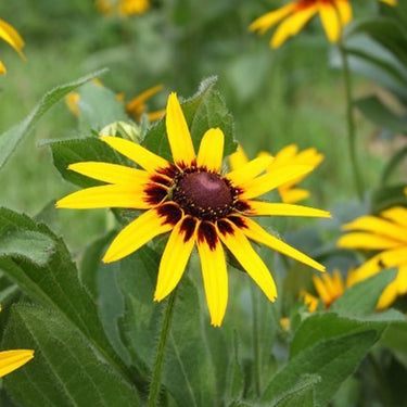 Rudbeckia Hirta Seeds-Dwarf