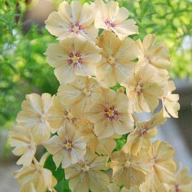 Phlox Seeds-Caramel Pudding (Orange-Brown)