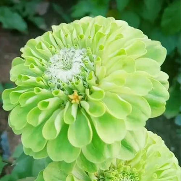 Zinnia Seeds-Queeny Lime