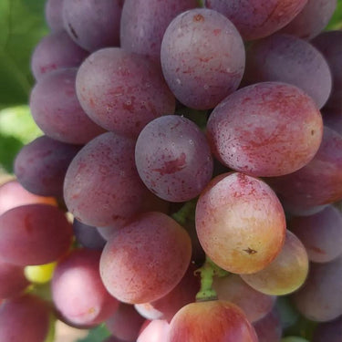 Midknight Beauty Grapes Seeds - Giant Rose (Rose scented)