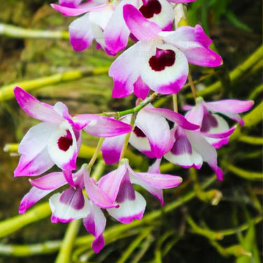 Orchid-Dendrobium Nobile