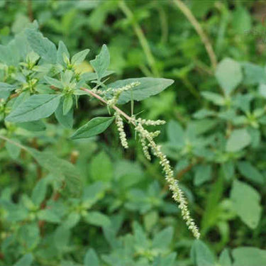 Spiny Amaranth Seeds