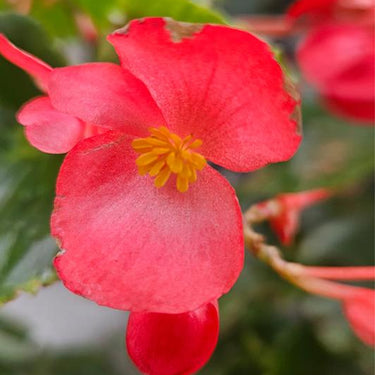 Begonia 'Pinafore'