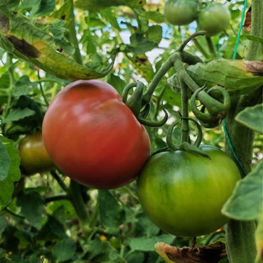 Black Pearl Tomato