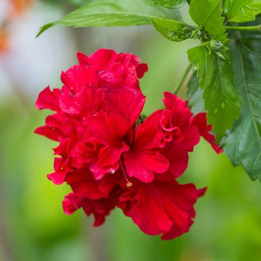 Hibiscus Seeds-Double-petal Red Hibiscus