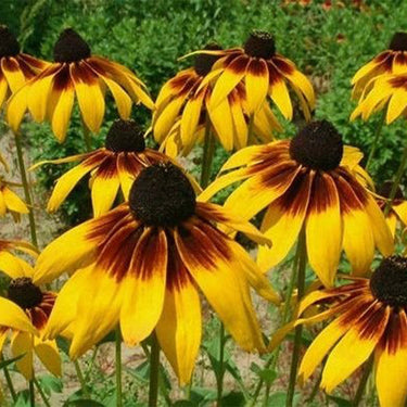 Rudbeckia Hirta Seeds-Golden Storm