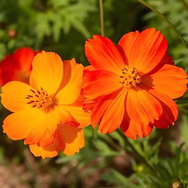 Cosmos Seeds-Cosmic Red