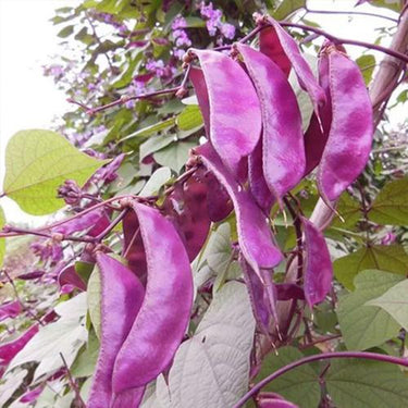Purple Kidney Bean