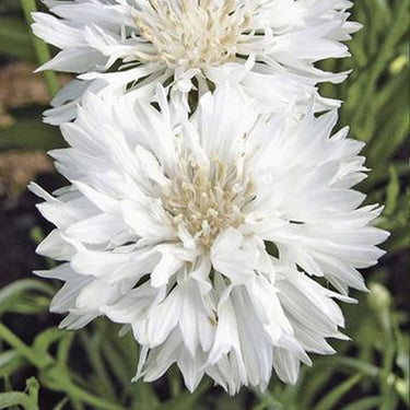 Cornflower Seeds - Tom Pouce White