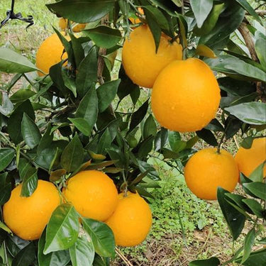 Dwarf Orange Seed for Planting – Hardy Grow Fruit Bearing Bonsai