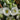 Lisianthus Seeds-Rosita II White