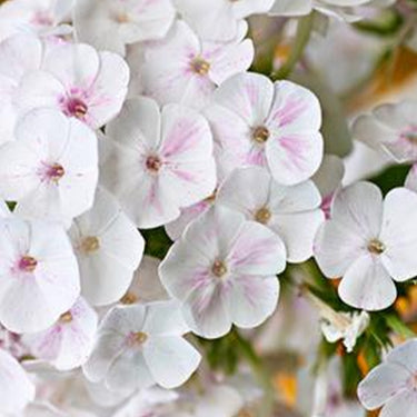 Phlox Seeds-White-Flowered Phlox