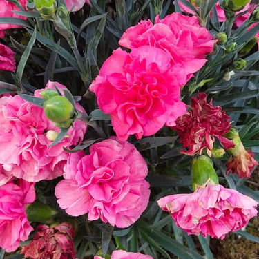 Carnation Seeds-Can Can Scarlet