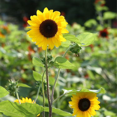 Sunflower Seeds-Shengfeng Orange