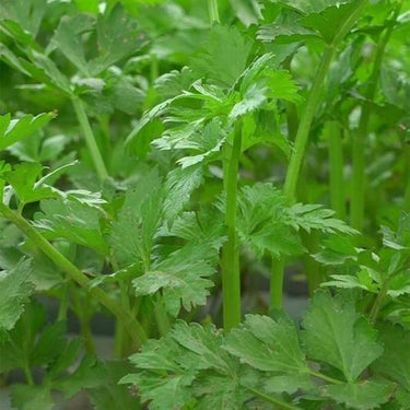Giant of Italy Parsley
