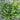 Boxleaf Distylium Seeds