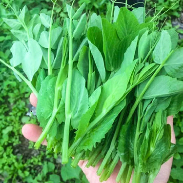 Pea Sprouts