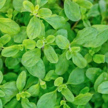 Marjoram, Sweet