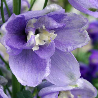 Delphinum Seeds-Magic Fountain Lavender