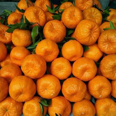 Ponkan Mandarin