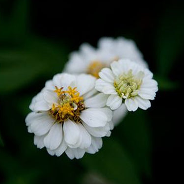Zinnia Seeds-Crystal White