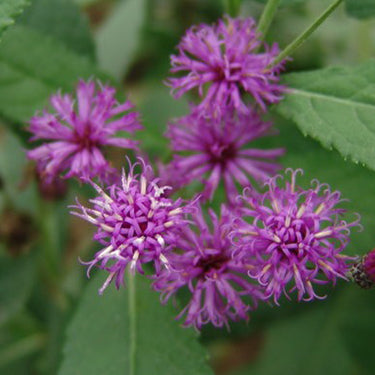 Cornflower Seeds - Centaurea nigra