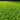Micro Clover Seeds