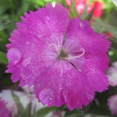 Diana Blueberry Dianthus Seeds