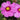 Cosmos Seeds - Pinkie