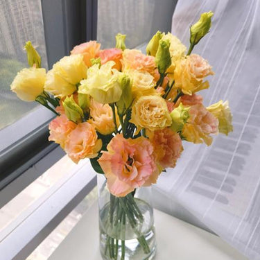 Lisianthus Seeds-Mint Ice Cream