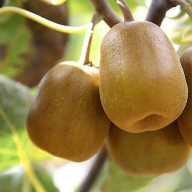 Green Kiwi Hongyang