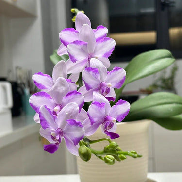 Amethyst Phalaenopsis Seeds
