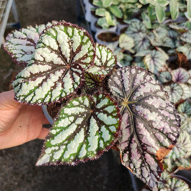 Begonia rex 'Royal